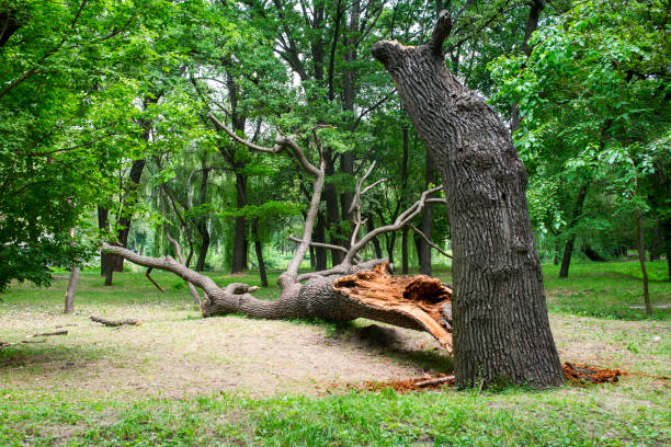 Trusted Vista Center, NJ Tree Care Experts