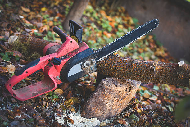 Best Emergency Tree Removal  in Vista Center, NJ